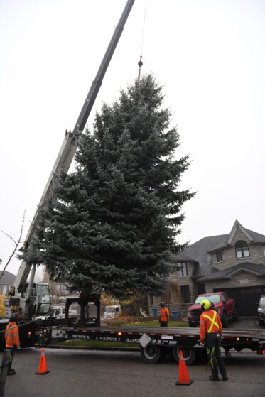 A large blue spruce tree is lifted in the air with a crane, about to be laid on a flatbed truck. Workers in high viz gear and helmets are nearby.